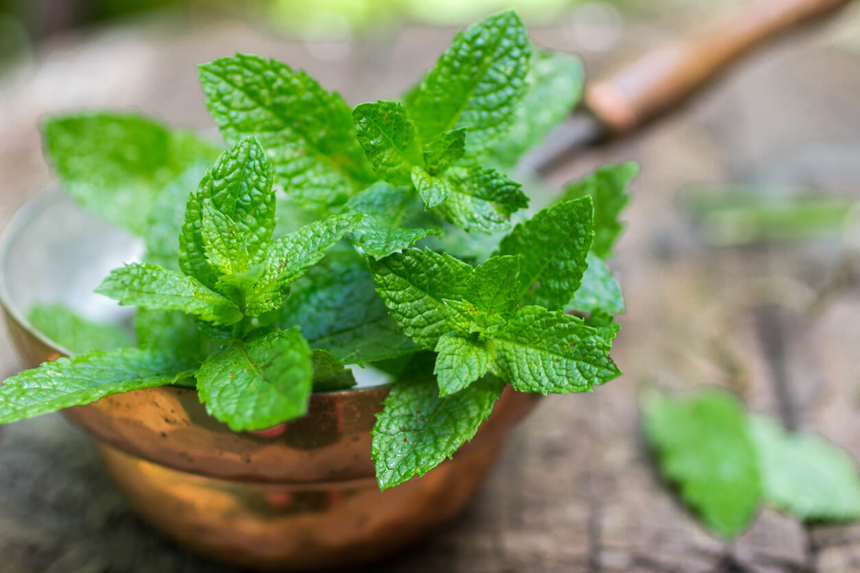 Fresh peppermint on a wooden table