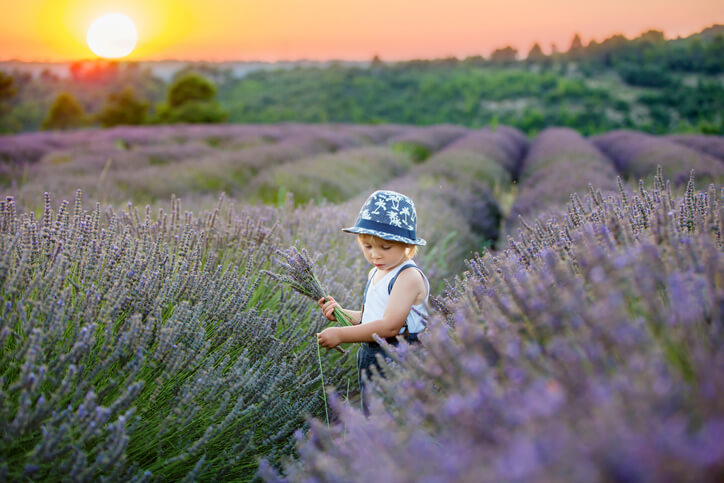 Cute little child, beautiful boy, playing in lavender field