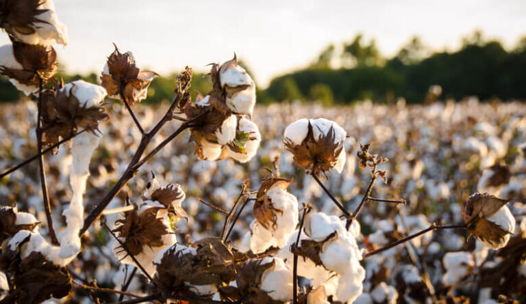 a cotton field