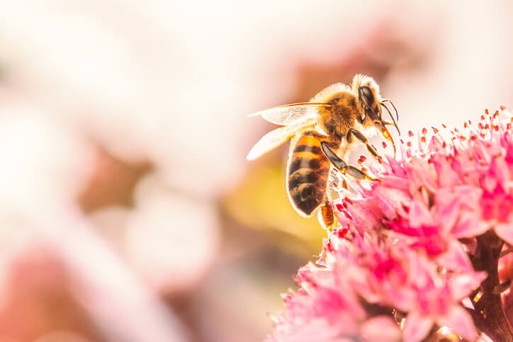 Honey bee on a pink flower bathed in sunlight making his wings shine and the fur on his body bright due to the backlight