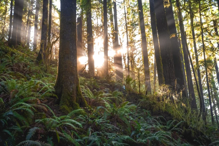 Fern Plants and Trees in a Forest